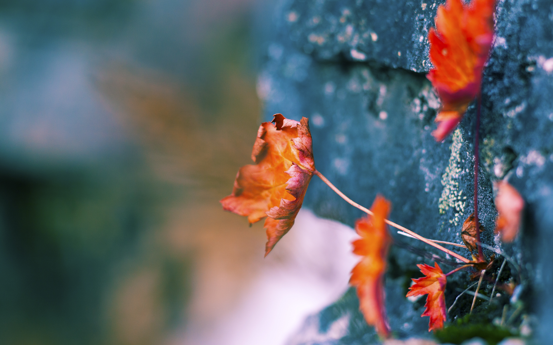 Chinese Taipei乒乓球队的制胜战术：速度与精准结合，中国台北乒乓球团体赛