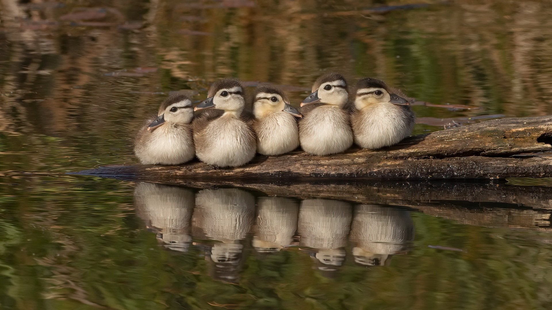 开云集团中国官网-“2025世界运动会：高新体育中心武术赛场，选手空灵招式引爆全场”