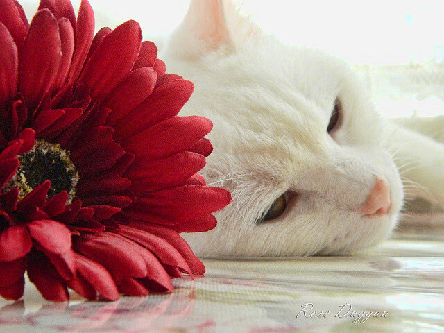 中国足球青训营引入智能训练设备,中国有哪些足球青训基地